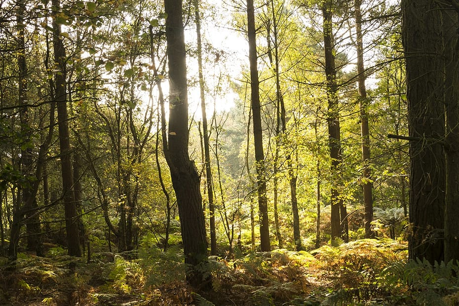 Cannock Chase in the morning sun